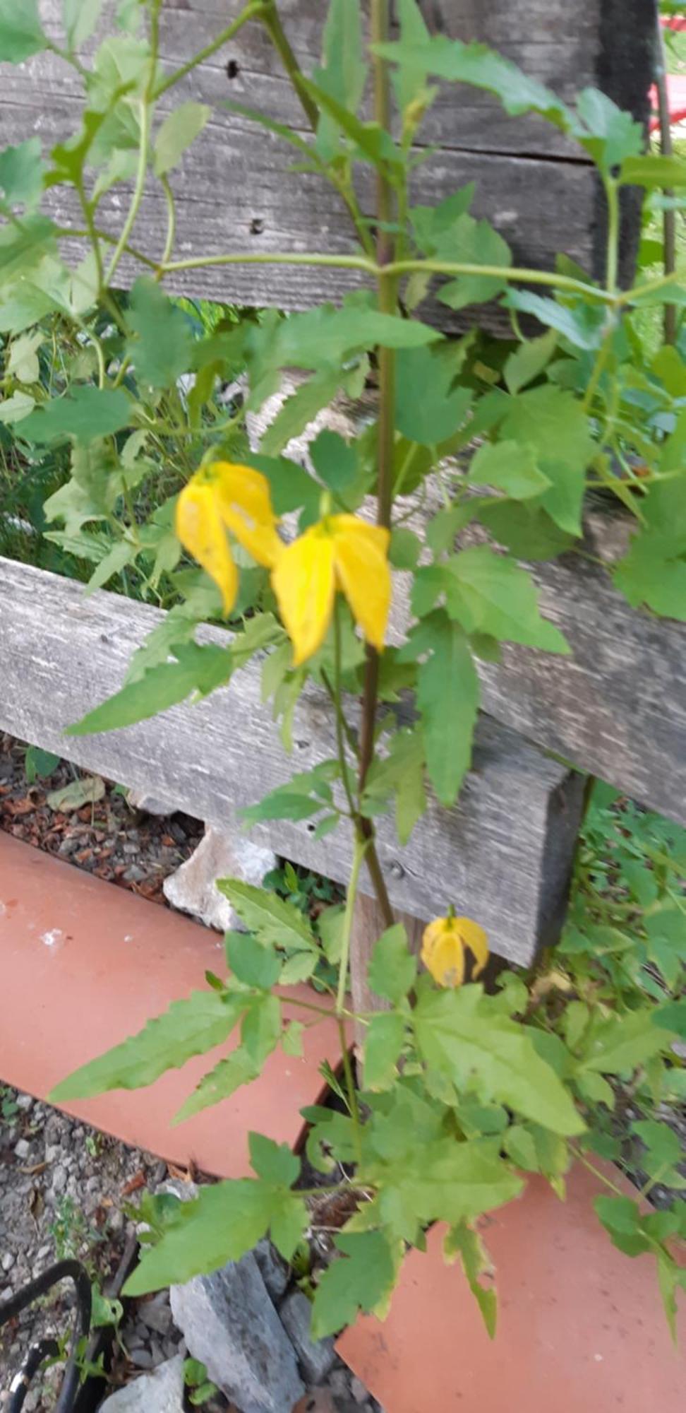Chambre D'Hote Amitie Et Jardin Carmaux Esterno foto