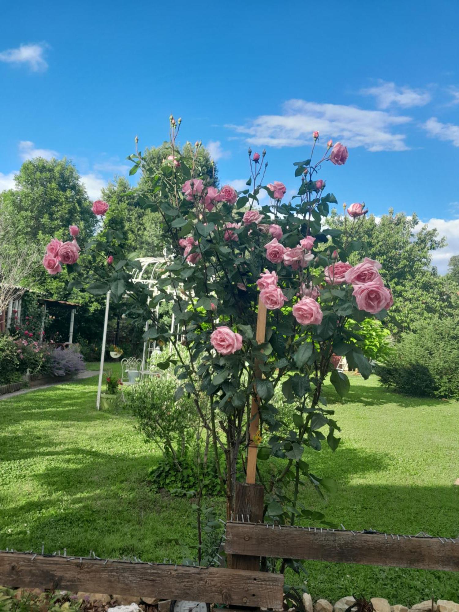 Chambre D'Hote Amitie Et Jardin Carmaux Esterno foto